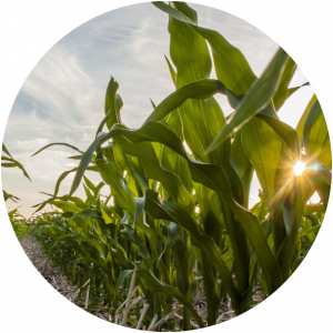 Corn Img Corn Img